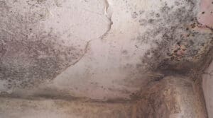 how to get rid of mold in attic