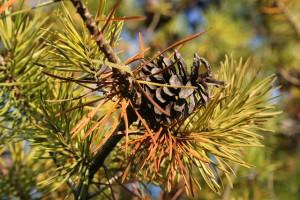 How to Keep Pine Needles Out of Your Gutters - Image 2